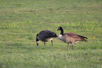 Side view of two birds on grass