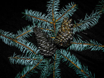 Close-up of pine tree during winter