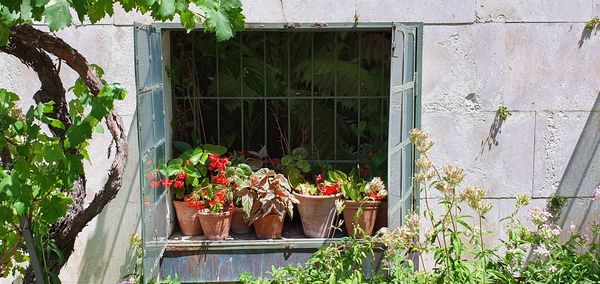 Potted plants by window of building