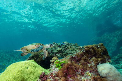 Fish swimming in sea