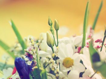 Close-up of flowers