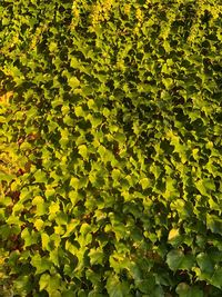 Full frame shot of yellow leaves