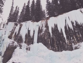 Snow covered trees