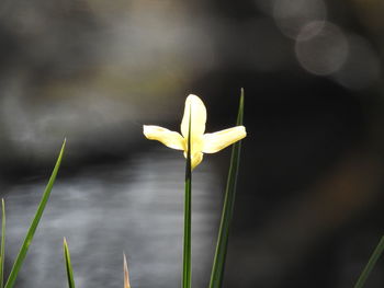 Close-up of yellow flowering plant