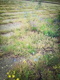 Plants growing on field