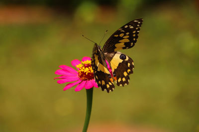 Close-up of butterfly pollinating on pink flower