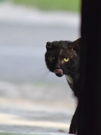 Portrait of cat