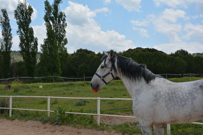 Horse standing in ranch against cloudy sky