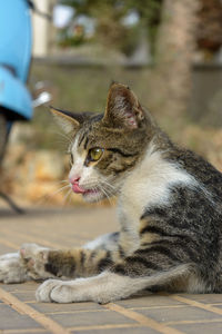 Close-up of cat looking away