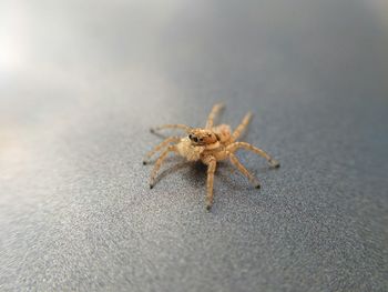 Close-up of spider