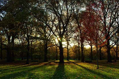 Scenic view of trees against sky