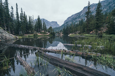 Scenic view of lake by trees against sky