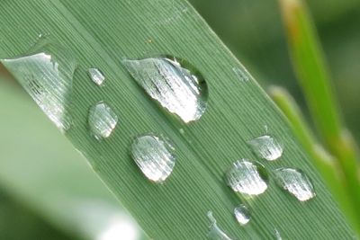 Close-up of water drops on leaf