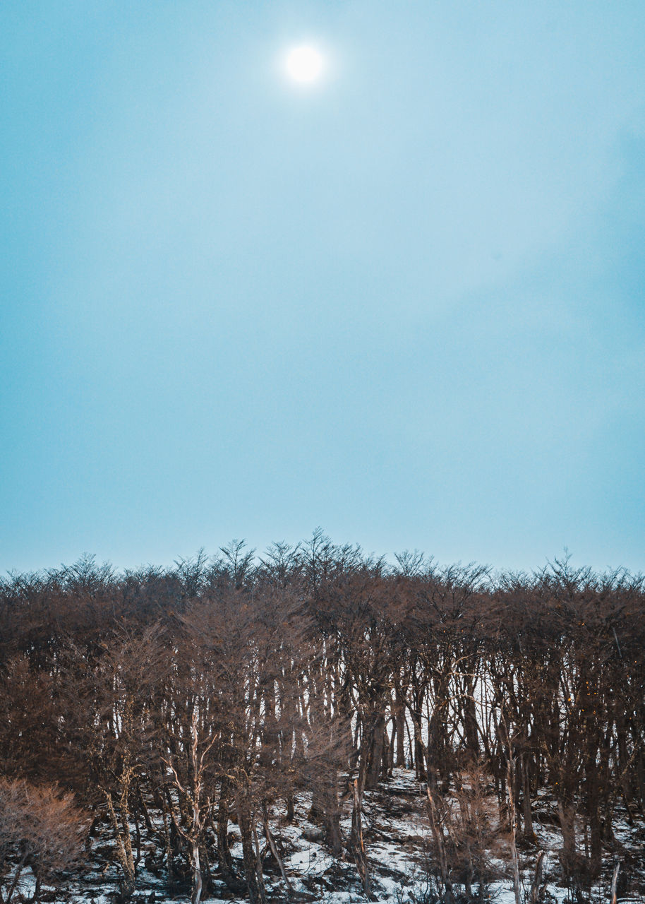 PLANTS ON SNOW COVERED LANDSCAPE AGAINST SKY