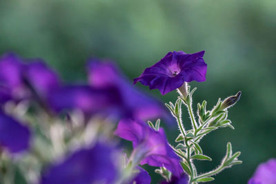 Close-up of purple flowering plant