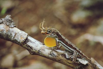 Close-up of lizard on tree