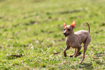 Dog running on field