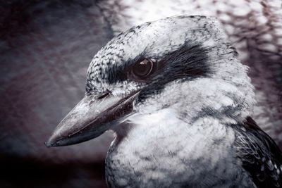 Close-up of a bird