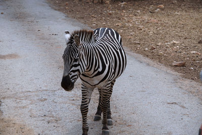 animal