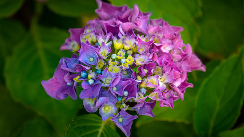 Close-up of purple flowering plant