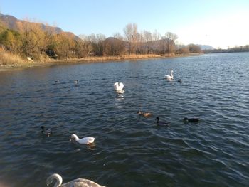 Swans swimming in lake against sky