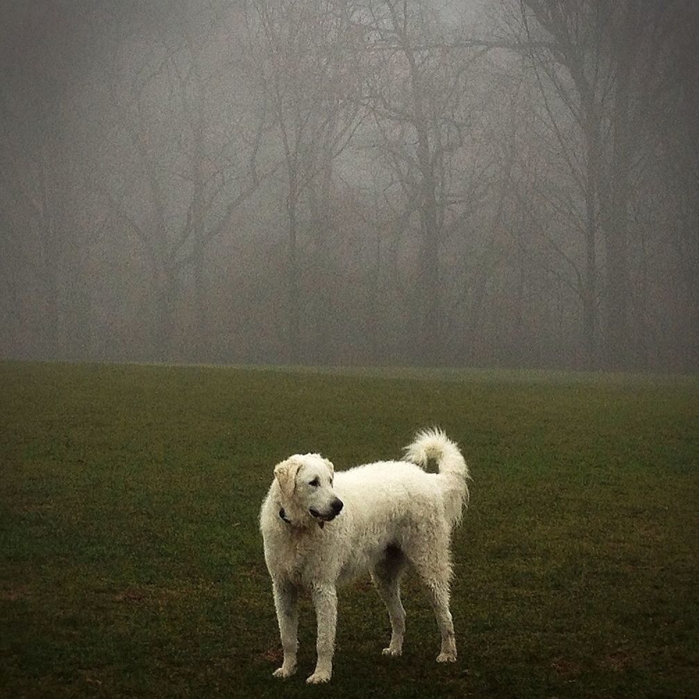 Prospect park