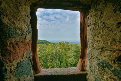 Trees against sky seen through window