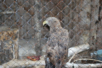 Bird perching in cage at zoo