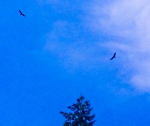 Low angle view of bird flying in sky