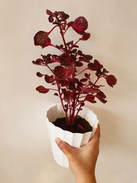 Close-up of hand holding red rose against white background