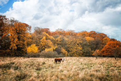 Horses in a field