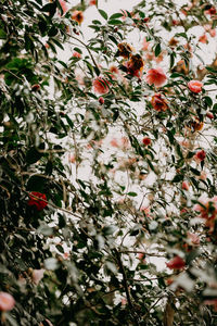 Close-up of flowering plant against tree