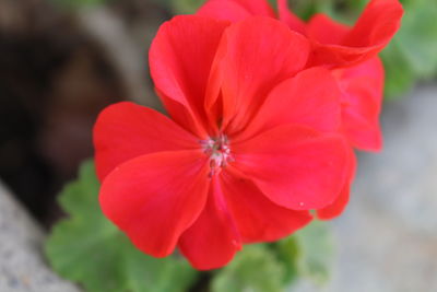 Close-up of flower blooming outdoors