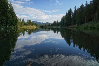 Reflection of trees in water