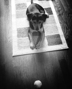 Dog looking away