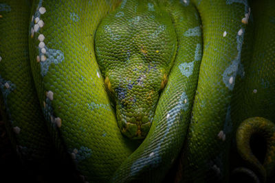 Top view of wild green tree python with head in middle of coiled body at night