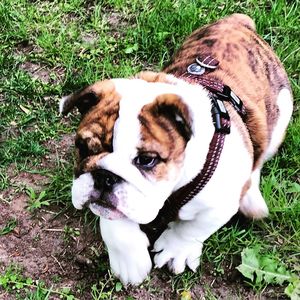 Portrait of dog on field