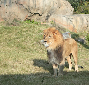 View of a cat on field