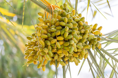 Low angle view of fruits hanging on tree