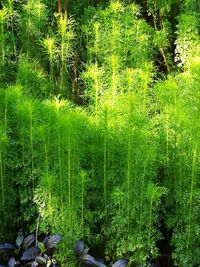 View of trees in forest