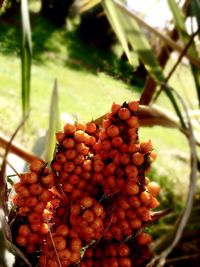 Close-up of fruit