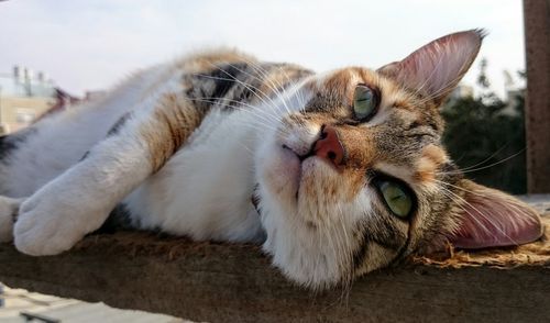 Close-up portrait of cat lying down