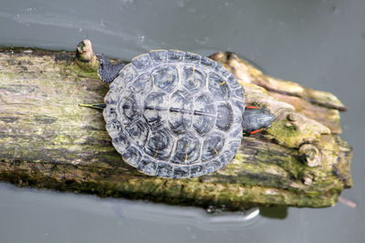 High angle view of shells in the lake