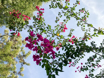 Low angle view of blooming tree against sky