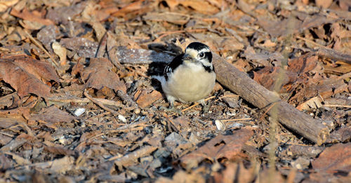 Birds perching on a land