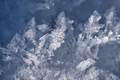 Close-up of snow on plant
