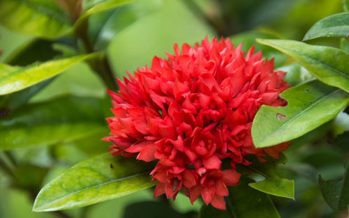 Close-up of red flowering plant