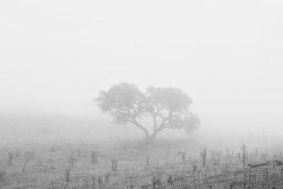 Trees on field against sky during foggy weather