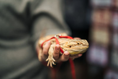 Midsection of man holding lizard