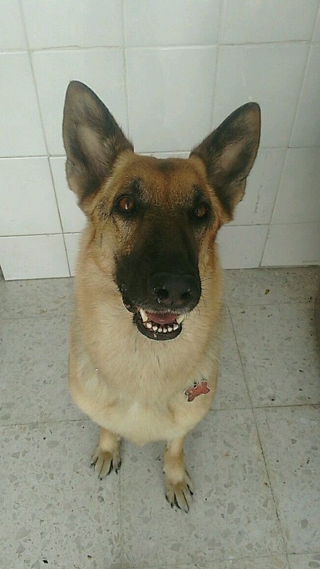 CLOSE-UP PORTRAIT OF DOG IN PEN